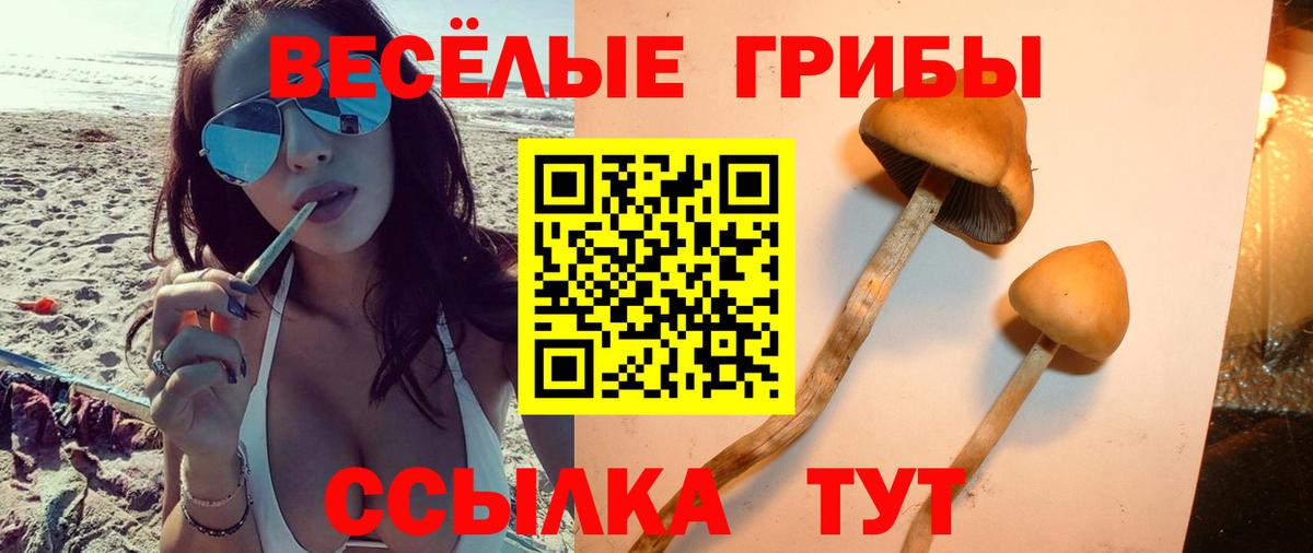 Псилоцибиновые грибы Psilocybe Куйбышев
